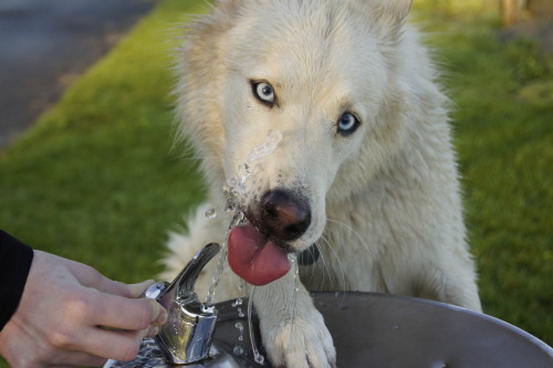 nelsoncarpenter:thefrogman: Fountain Fun. 2012. by Ashton [tumblr]