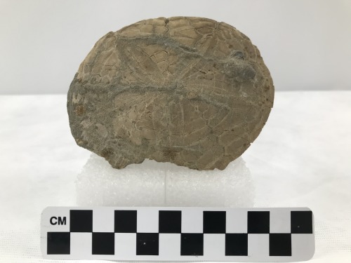 Sand dollar (Anorthoscutum interlineatum) fossilPliocene epoch, found near Pacifica, CATo help suppo