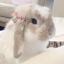 princessssbunnyyyy