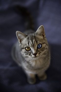 lolcuteanimals:  Cute cat with one brown