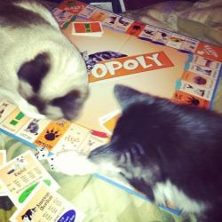 derpycats:  sometimes your cats take over your Catopoly game.