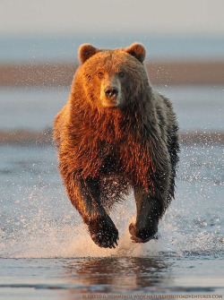 Fuck-Yeah-Bears:  Run! By David Hemmings