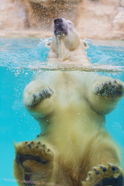 thepredatorblog:  Polar bear (by Tambako