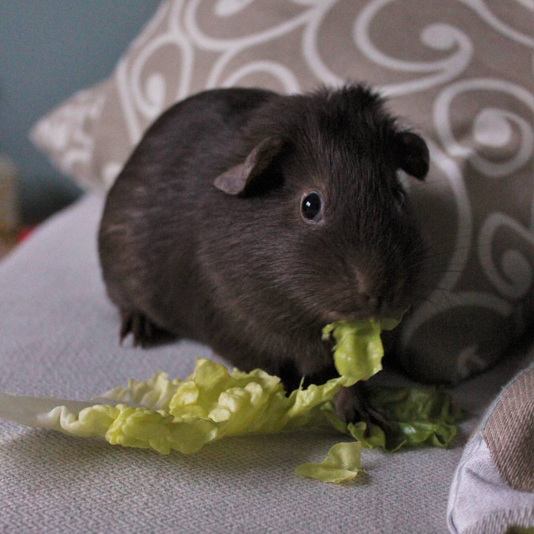 pseudopotato:  I love my mohawked floppy-eared little peanut 😍 