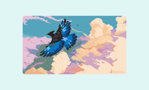 rolitae:Steller’s Jay. Timelapse