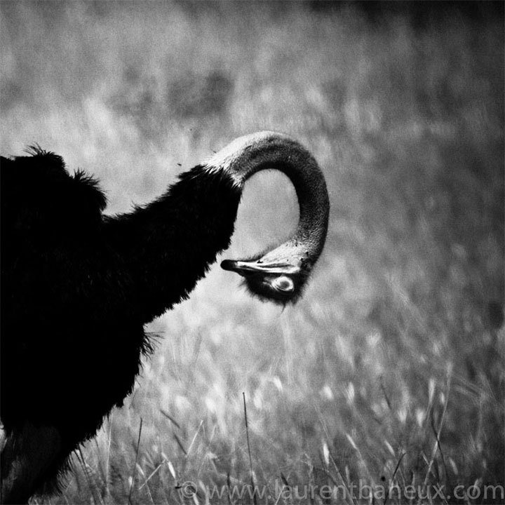 Laurent Baheux