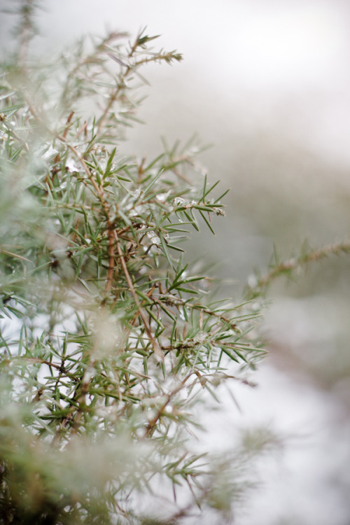 fyeaheasterneurope:  Winter in Čepkeliai marsh, in Lithuania’s Dzūkija National Park. Photographs by Lina Gavėnaitė. 