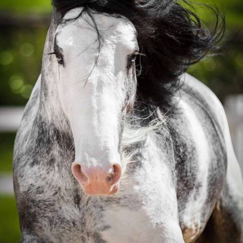 scarlettjane22:  Photo by @premiumgypsycobs (IG)   Horses Are Amazing