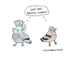 chuckdrawsthings:  my friend showed me a victoria crowned pigeon and i was like wow it’s beautiful, but so is every pigeon ever  Pigeons are truly the best things ever 