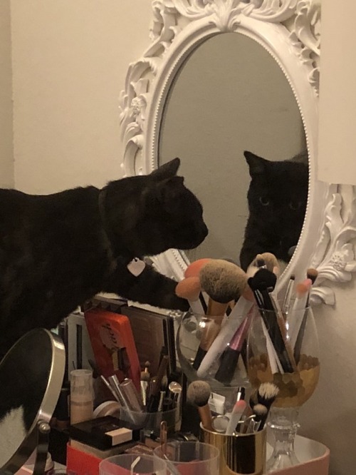 sspeedwagonfoundation:My cat thinks the mirror on my vanity is a portal and tries to get in it every