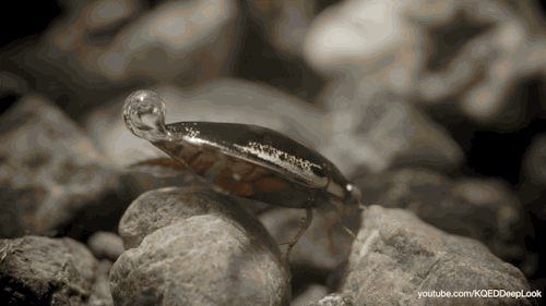 Dytiscidae, Diving Beetles