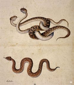 hadrian6:  African Vipers - Cerastes Cornutus