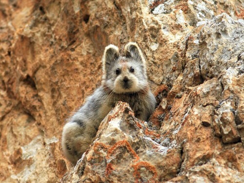 prguitarman: scientificphilosopher: The incredibly rare Ili Pika rabbit has been photographed for th