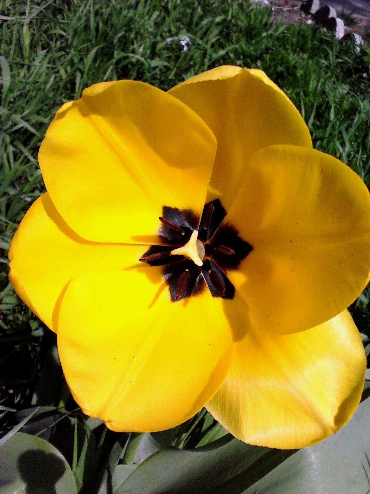AH SPRING!  THANKS FOR THE RANDOM FLOWERS IN MY YARD!  LOVE YOU!  &lt;3 &lt;3