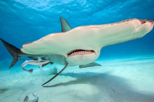 evryozofenergy:thelovelyseas:Great Hammerhead Shark, Sphyrna mokarran, swims over the sandy flats of