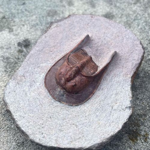 Beautiful red harpes trilobite from Morocco.This fossil dates back to the Devonian era, being over