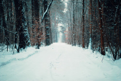 englishsnow:  winter in Poland by Erik Witsoe 