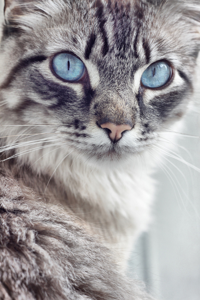 drxgonfly:  Azul (by João Cardoso)
