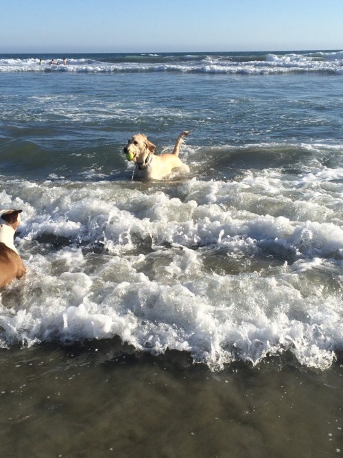 My first time with Moses at a dog beach turned out surprisingly well!