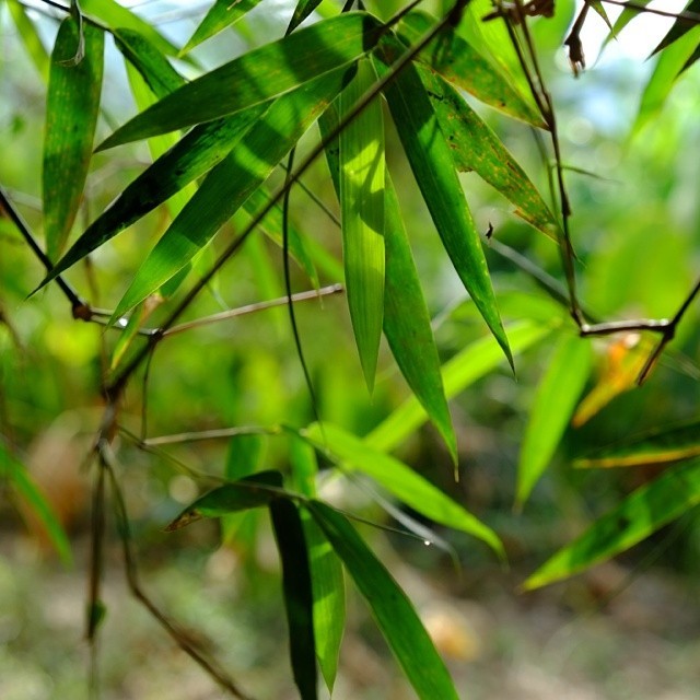 Bamboo leaves
🔫 with Fujifilm X-E1 + Fuji XF 18-55mm F2.8-4 LM OIS. SOOC Velvia Mode
#Fujifilm #XE1 #Fuji #FujiXE1 #FujifilmXE1 #kitlens #Malaysia #Sabah #Borneo #Tenom #Kemabong #SKKemabong #bamboo #nature #green #Velvia