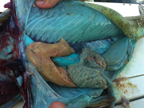 While most specimens of Lingcod fish have white meat, a select few - about 20% - sport bright teal f