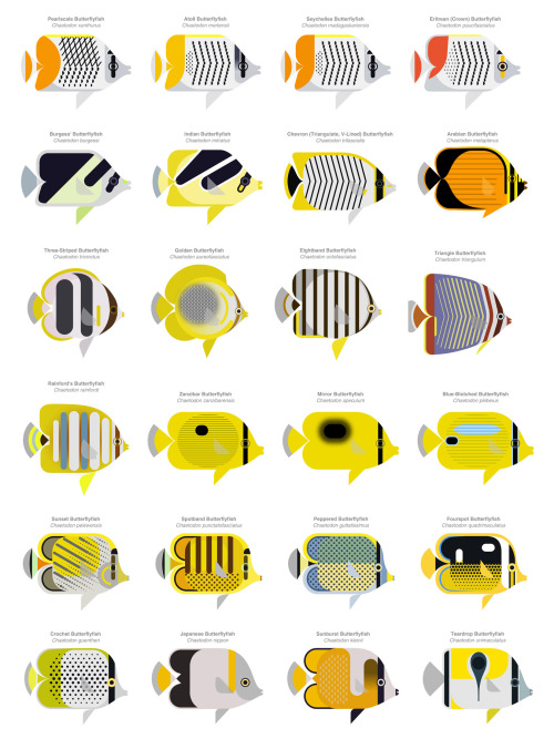 Absolutely beautiful illustrations of butterflyfishes in the genus Chaetodon by Scott Partridge. The