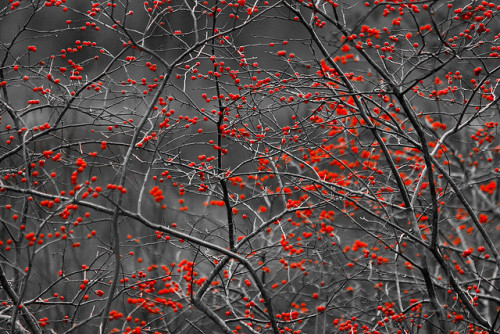 ancientdelirium: Grey November’s Red Berries by PapaDunes on Flickr.
