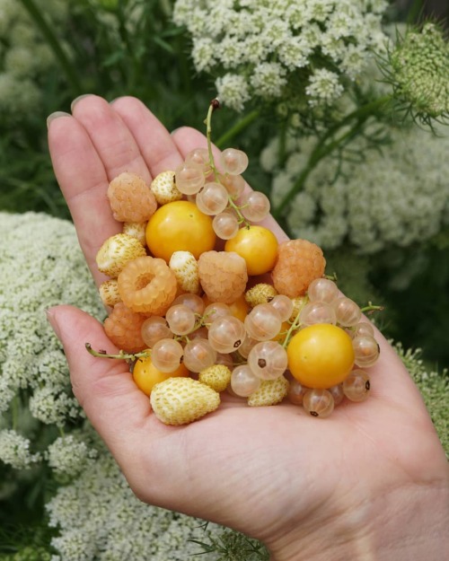 0811:eyeheartfarms:. The comments on this are funny those are anne raspberries, white currents, grou