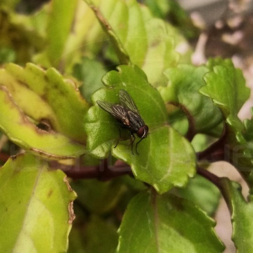 Día 5. “La gente a menudo no se para a pensarlo, pero todo lo que nos rodea, incluso una pesada mosca o una repugnante cucaracha, es un increíble milagro de millones de años.”