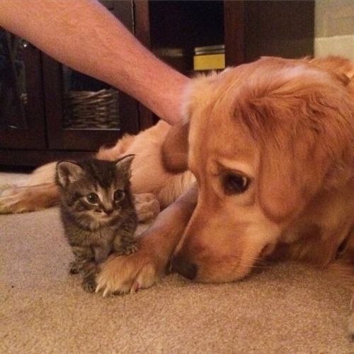 awwww-cute:The start of a beautiful friendship. (Source: http://ift.tt/1YKkQQA)