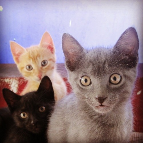 Mi trio de hijos… esos gaticos son hermosos #cat #cats #bestanimal #blackcat #yellowcat #graycat