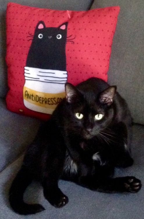 catsuggest:  Eugene suggest: aidē cousin bartók