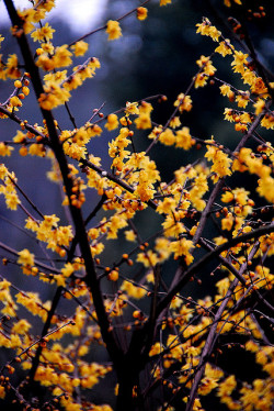 de-preciated:  Winter blossom (灵峰探梅-腊梅绽放) by Y. Peter Li Photography on Flickr. 