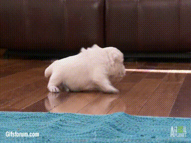 bunnyfood:  Moonwalking Puppy  puppy need to know how to walk