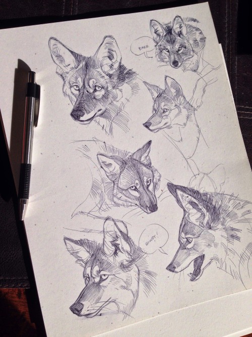 shoomlah:  using the holidays to power through some studies! Yesterday was coyote day, apparently.