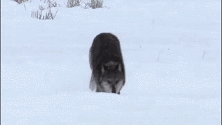 geekhyena:agentotter:devildoll:thatwanderinglonewolf:Wolves Flirting. Gifs made from this video.casu