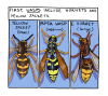 bumbledeefumble:symbolone:this has been a wasp psa