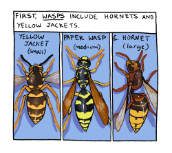 bumbledeefumble:symbolone:this has been a wasp psa