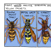 bumbledeefumble:symbolone:this has been a wasp psa
