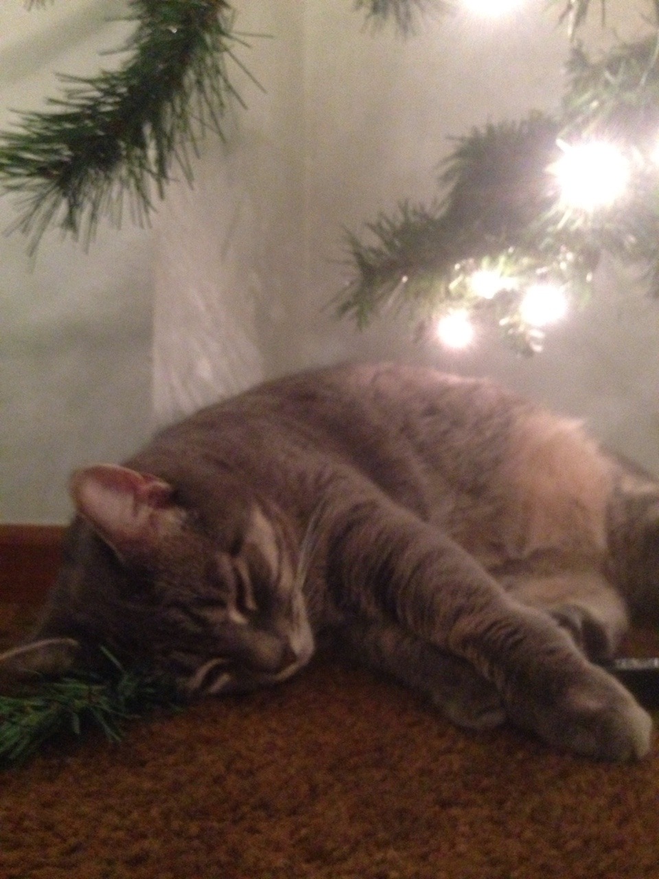 me and my kitty set up the tree