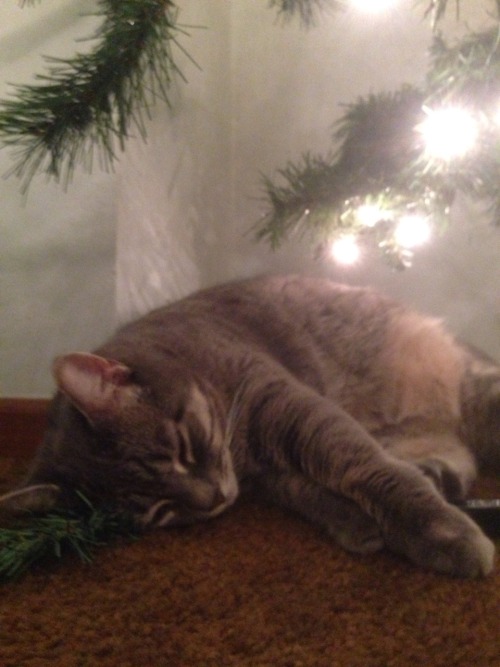 me and my kitty set up the tree adult photos