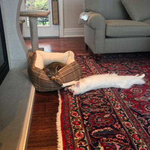 pangur-and-grim:there was enough room on the raft 