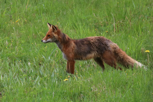 michaelnordeman:Red fox/räv. It’s currently shedding its thick winter fur. Värm