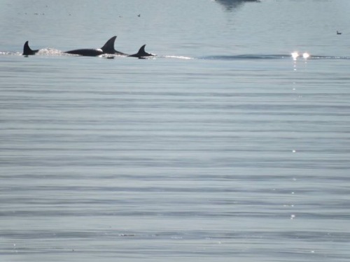 Ah the joys of living in the PNW ! Pod of orcas in the harbor