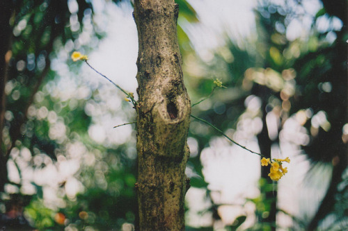 Kew Tree on Flickr.