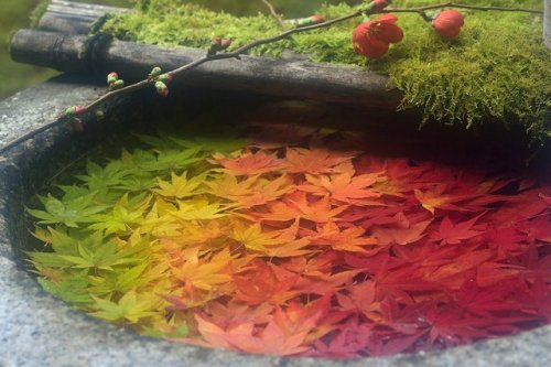 Chozubachi(washbasin) beautifully ornated with gradientmaple leaves, shot by chacha_nene_jp