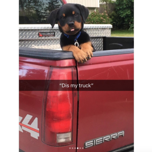 babyanimalgifs:  Animal snaps