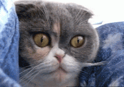 phattygirls:  BOOTY HAD ME LIKE……