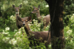 gardenofgod: Trio, by Gary B..