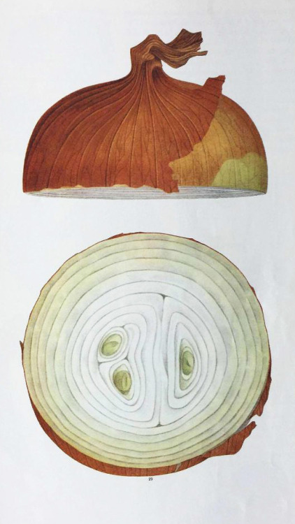 Tadashi Ohashi, onion illustration for Kikkoman soy sauce, 1970s. From Graphis 1973. 